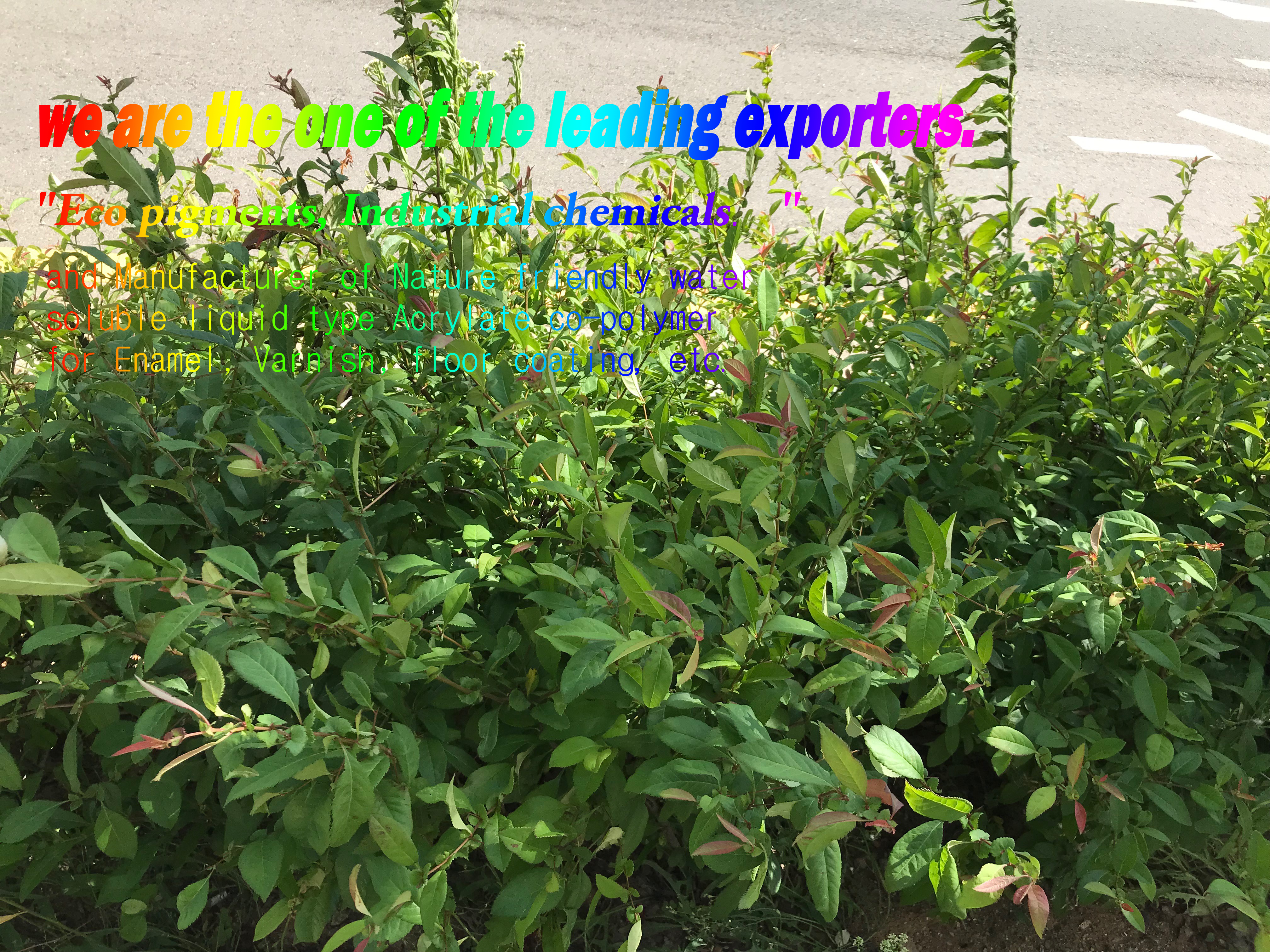 spring: bush