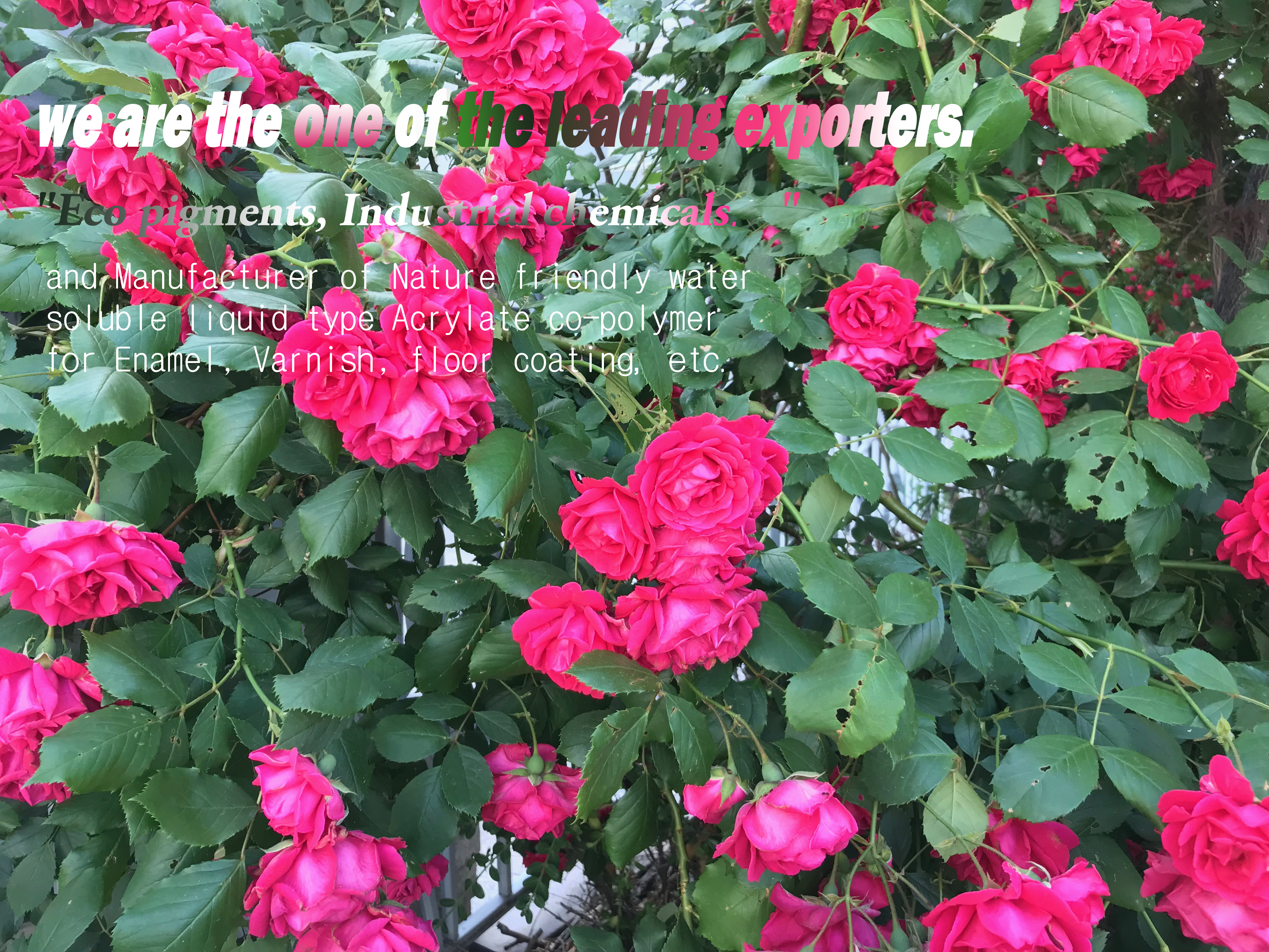 summer: rose